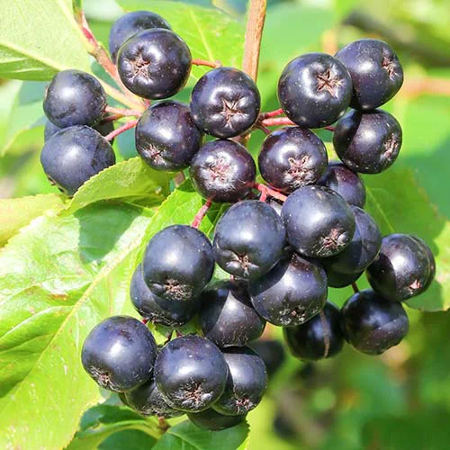 aronia