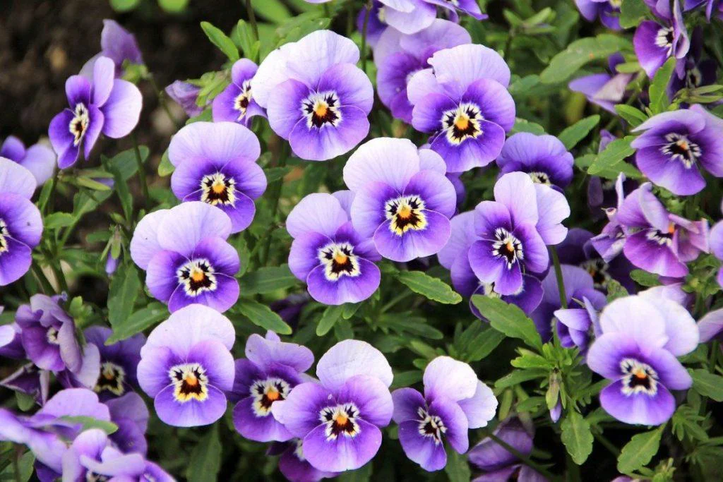 Panselute: Delicatete si Eleganta in Gradina