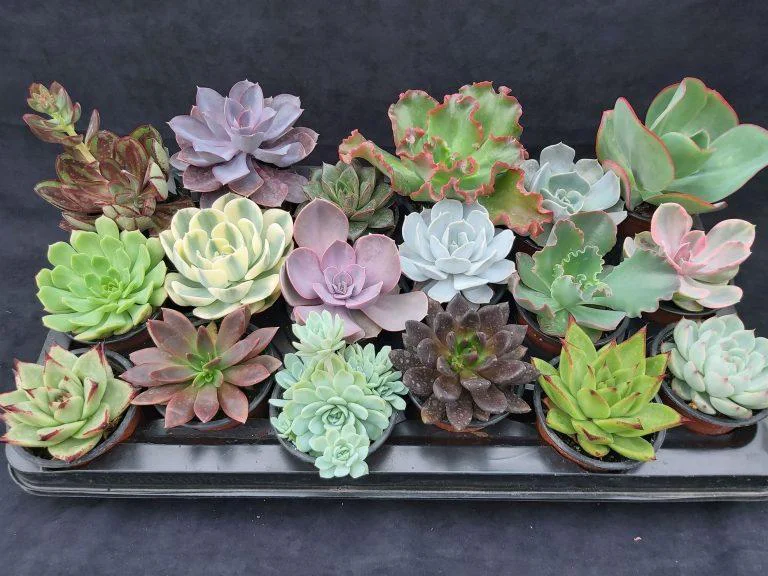 Echeveria: Frumusetea si Usurinta ingrijirii intr-o Singura Planta