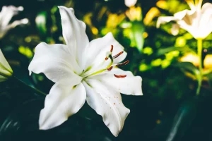 Floare de Crin: Eleganta si Semnificatia unei Flori Icoanice